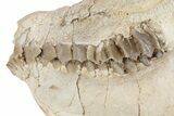 Fossil Oreodont (Leptauchenia) Skull - South Dakota #249246-4